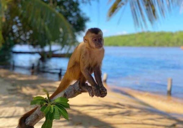 PACOTE LENÇÓIS MARANHENSES EM SANTO AMARO - BARREIRINHAS - ATINS OS 05 PASSEIOS MAIS FEITOS NOS GRANDE LENÇÓIS - Image 25